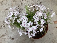 100 phlox