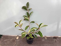 100 photinia - afbeelding 1 van  2