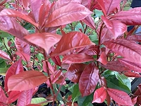 100 photinia - afbeelding 2 van  2