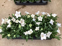 100 platycodon - afbeelding 1 van  3