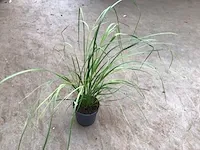 100 siergrassen