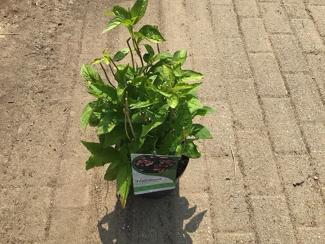 100 struiken - afbeelding 3 van  9
