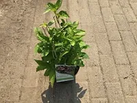 100 struiken - afbeelding 3 van  9
