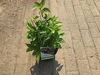 100 struiken - afbeelding 3 van  9