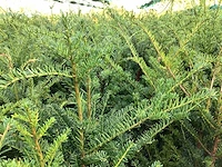 100 taxus 140-160