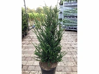 100 taxus 140-160 - afbeelding 2 van  2