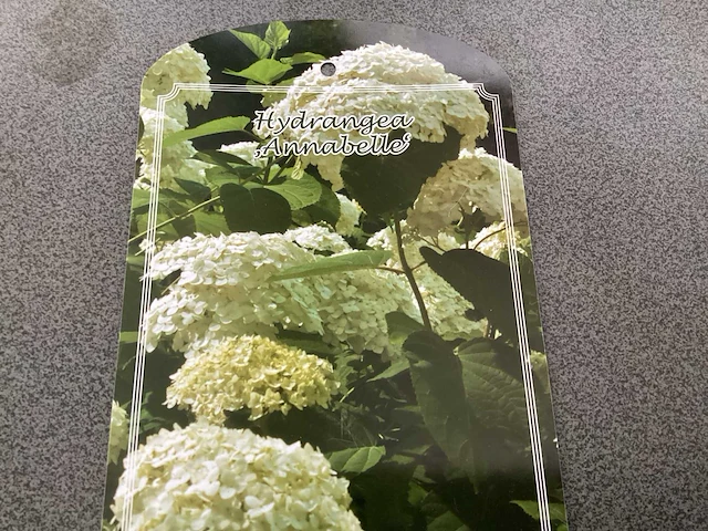 100 verschillende struiken: 20 annabelle, 20 hortensia roos, 20 hortensia blauw, 20 hortensia wit , 20 hortensia lime light - afbeelding 1 van  5