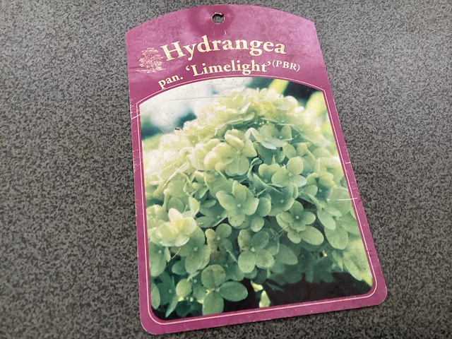 100 verschillende struiken: 20 annabelle, 20 hortensia roos, 20 hortensia blauw, 20 hortensia wit , 20 hortensia lime light - afbeelding 5 van  5