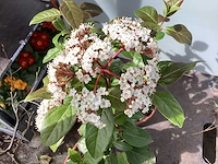 100 viburnum tinus - afbeelding 1 van  2