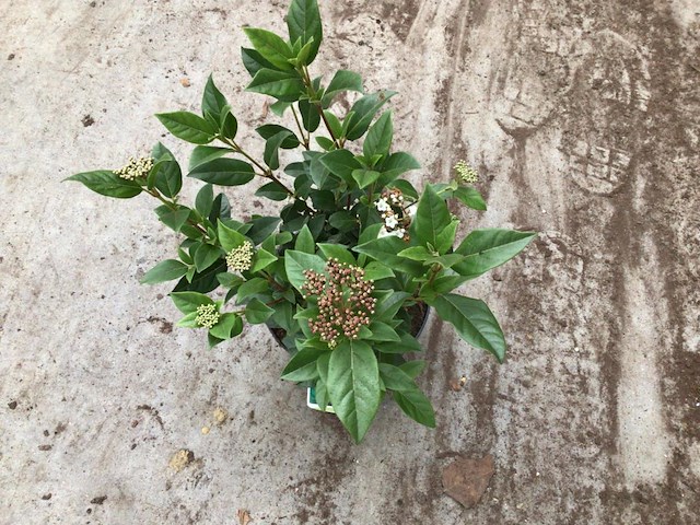 100 viburnum tinus - afbeelding 2 van  2