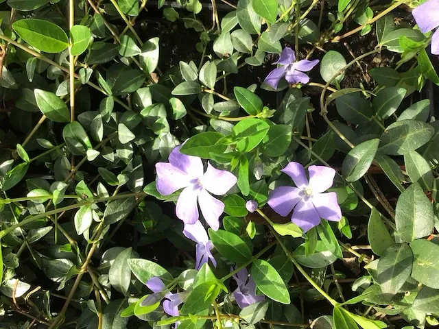 100 vinca - afbeelding 2 van  2