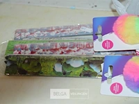 10x balpennen, 10x latten 30 cm - afbeelding 3 van  4