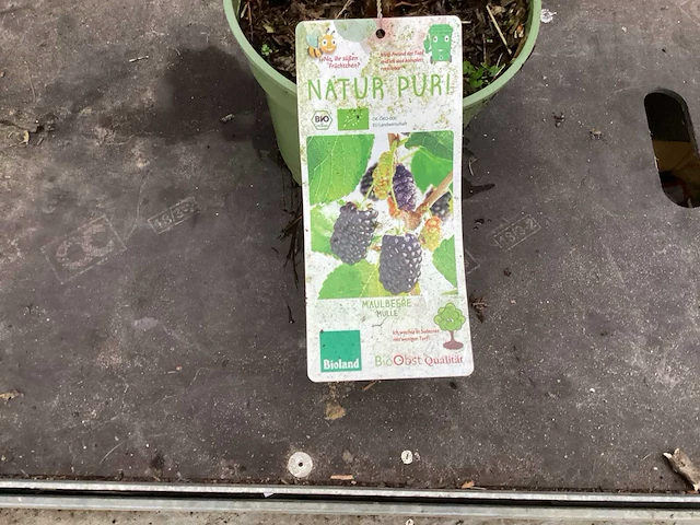 11 kiwi, 11 druiven, 8 braambessen, 20 bessenstruiken - afbeelding 5 van  8
