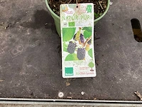 11 kiwi, 11 druiven, 8 braambessen, 20 bessenstruiken - afbeelding 5 van  8