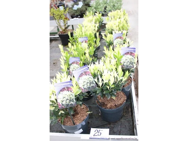 12 buitenplanten euonymus jap - afbeelding 1 van  2