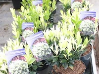 12 buitenplanten euonymus jap - afbeelding 1 van  2