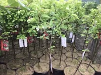 12 sierstammen - afbeelding 5 van  6