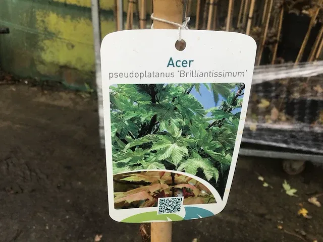 12 sierstammen - afbeelding 1 van  6