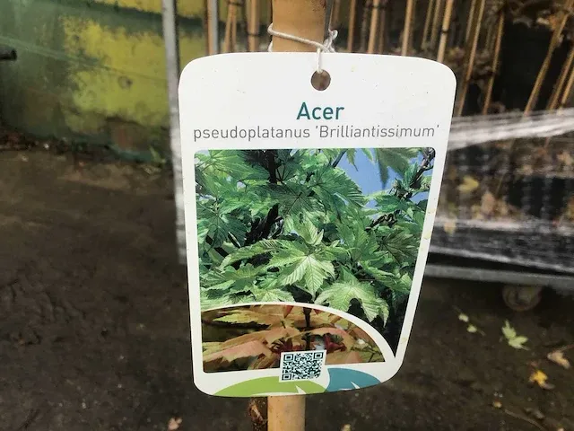 12 sierstammen - afbeelding 1 van  6