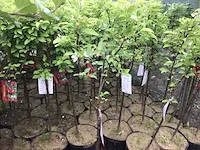 12 sierstammen - afbeelding 5 van  6