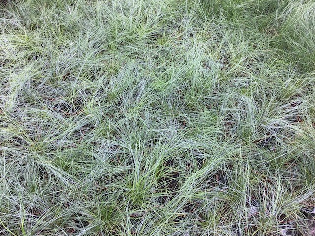 120 festuca glauca - afbeelding 1 van  2