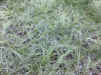 120 festuca glauca - afbeelding 1 van  2