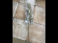 120 gouden takken decoratie - afbeelding 6 van  9