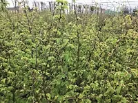 120 haagplanten - afbeelding 2 van  4