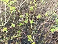 120 haagplanten - afbeelding 4 van  4