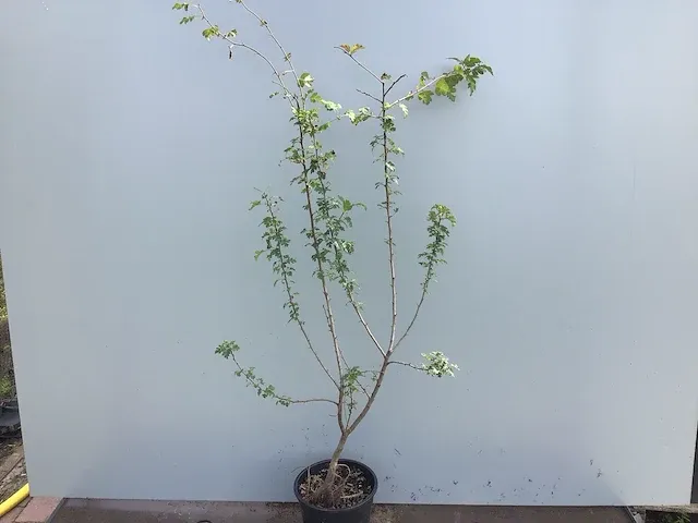 120 haagplanten - afbeelding 3 van  4