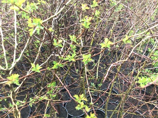 120 haagplanten - afbeelding 4 van  4