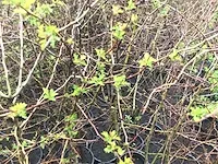 120 haagplanten - afbeelding 4 van  4