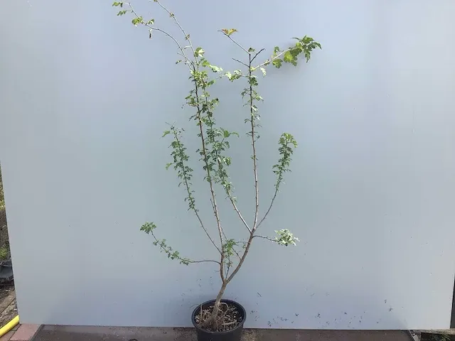 120 haagplanten - afbeelding 3 van  4
