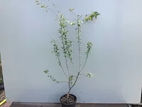 120 haagplanten - afbeelding 3 van  4