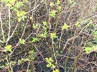 120 haagplanten - afbeelding 4 van  4