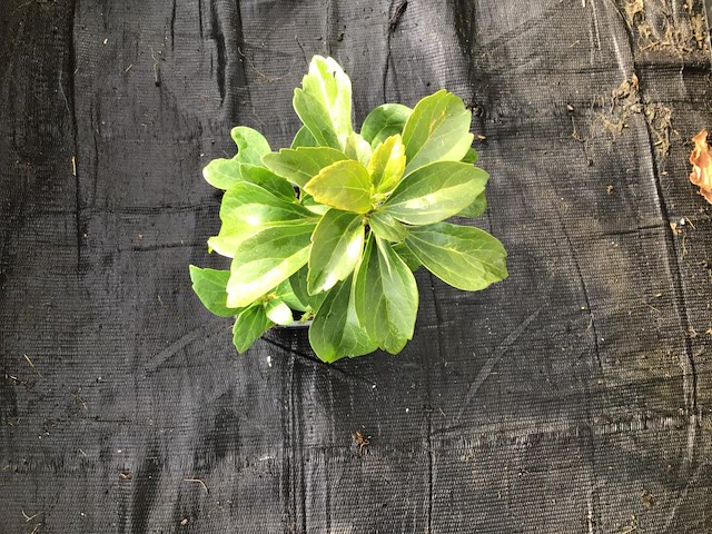 120 pachysandra - afbeelding 2 van  2