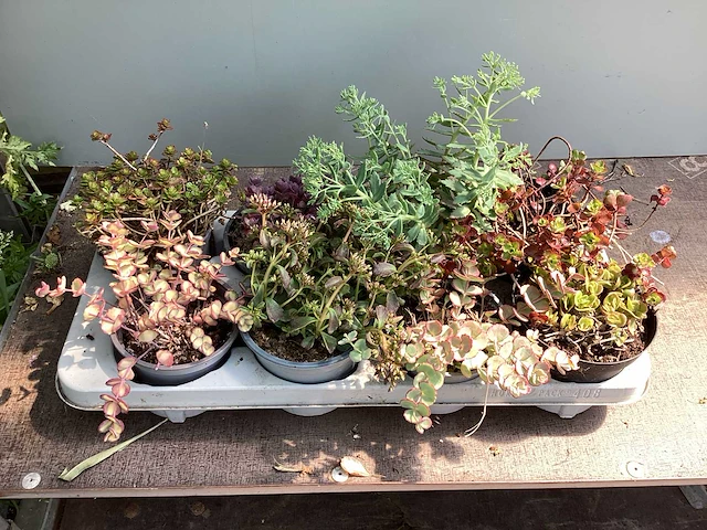 120 sedum mix - afbeelding 1 van  1