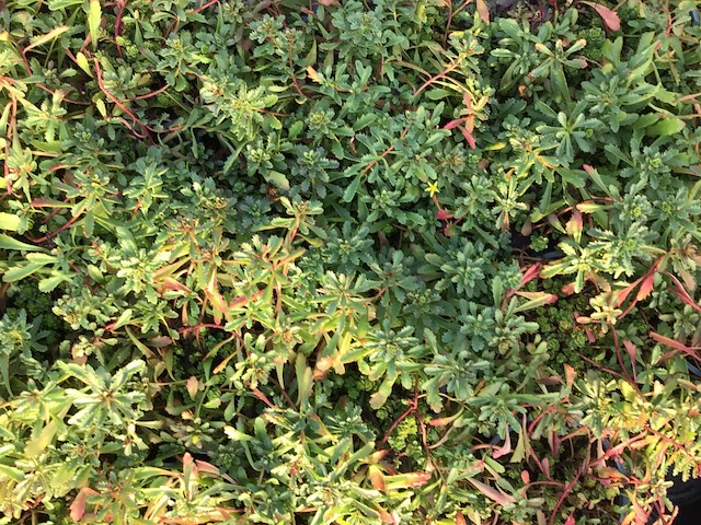 120 sedum mix - afbeelding 4 van  7