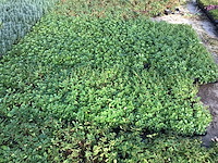 120 sedum mix - afbeelding 5 van  7