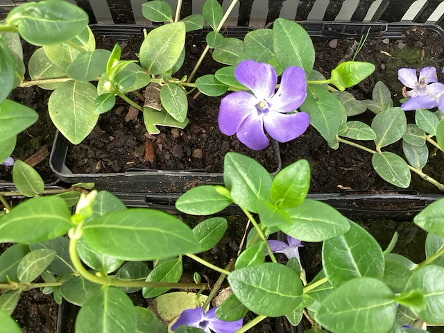 120 vinca blauw - afbeelding 1 van  2