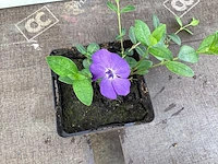 120 vinca blauw - afbeelding 2 van  2