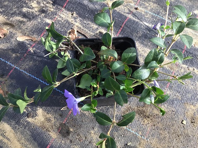 120 vinca blauw - afbeelding 1 van  1