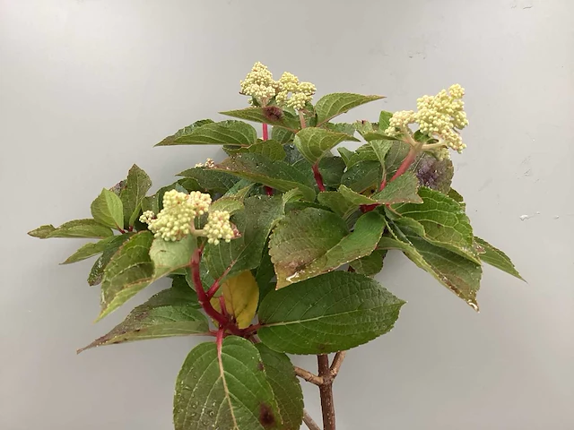 13 sierstammen mix: 5 hydrangeastam, 1 viburnum tinusstam, 2 physocarpus diabolo stam, 5 photiniastam - afbeelding 2 van  3