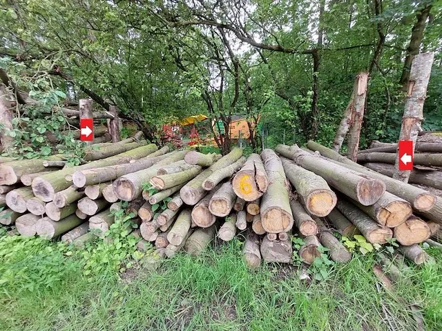 13 stère linde - afbeelding 1 van  1