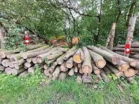 13 stère linde - afbeelding 1 van  1