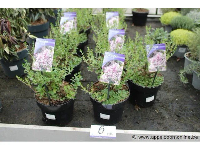 14 buitenplanten syringa meyeri palibin - afbeelding 1 van  2