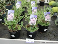 14 buitenplanten syringa meyeri palibin