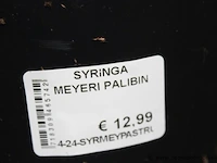 14 buitenplanten syringa meyeri palibin - afbeelding 2 van  2