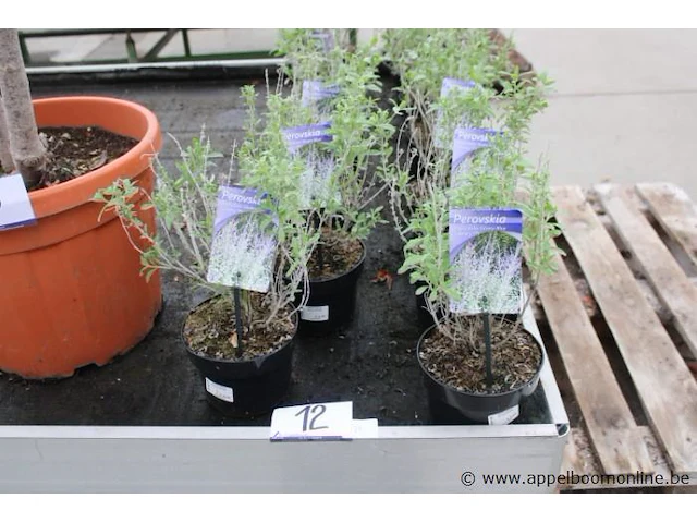 14 buitenplantenperovskia blue spire - afbeelding 1 van  2