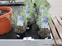 14 buitenplantenperovskia blue spire - afbeelding 1 van  2